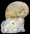 Sphenodiscus Ammonite - South Dakota #46875-1